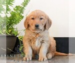Small Golden Retriever