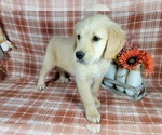 Small Photo #64 Golden Retriever Puppy For Sale in FALCON, CO, USA