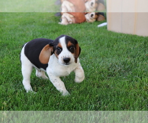 Beagle Puppy for sale in SHILOH, OH, USA