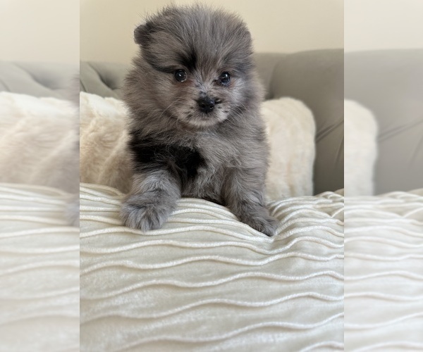 Medium Photo #2 Pomeranian Puppy For Sale in BAKERSFIELD, CA, USA