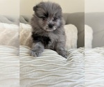 Small #1 Pomeranian