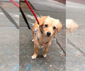 Chihuahua-Unknown Mix Dogs for adoption in New York, NY, USA