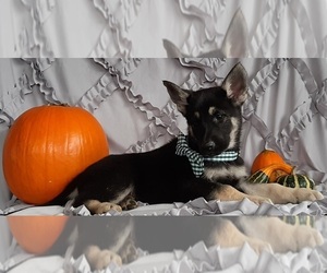 German Shepherd Dog Puppy for sale in LANCASTER, PA, USA