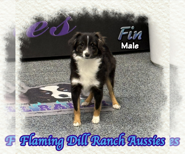 Medium Photo #1 Miniature Australian Shepherd Puppy For Sale in FORESTBURG, TX, USA