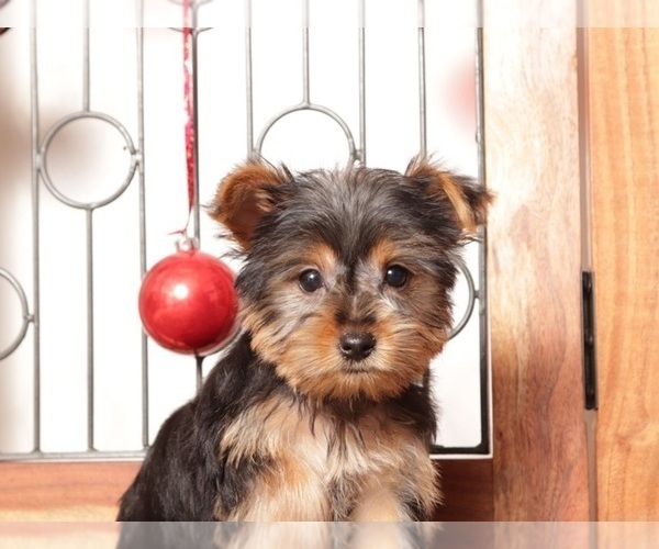 Medium Photo #3 Yorkshire Terrier Puppy For Sale in NAPLES, FL, USA