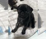 Puppy Puppy 4 Mario Pug