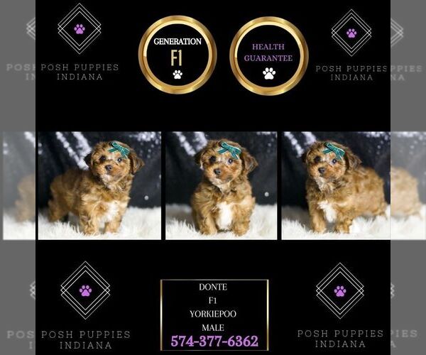 Medium Photo #7 YorkiePoo Puppy For Sale in WARSAW, IN, USA