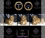 Small #6 YorkiePoo
