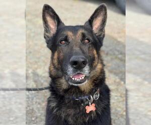 German Shepherd Dog Dogs for adoption in Woodland, CA, USA
