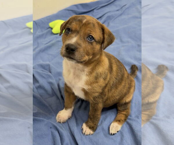 Medium Photo #2 Catahoula Leopard Dog-Unknown Mix Puppy For Sale in Green Forest, AR, USA