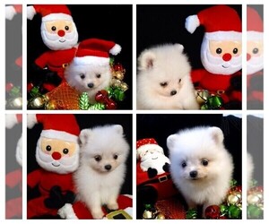 Pomeranian Puppy for sale in RESEDA, CA, USA
