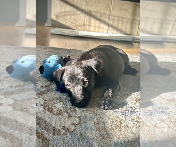 Medium Photo #3 Chihuahua-Unknown Mix Puppy For Sale in San Diego, CA, USA