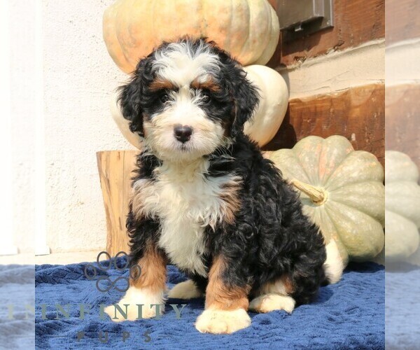 Medium Photo #3 Bernedoodle (Miniature) Puppy For Sale in NARVON, PA, USA