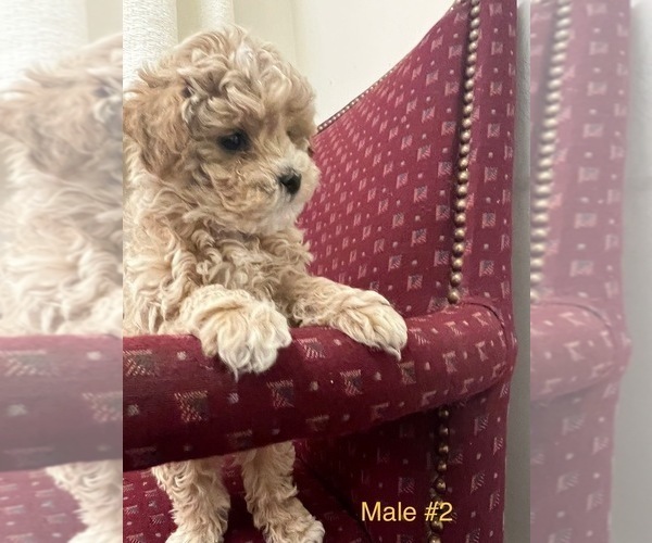 View Ad Poodle (Toy) Litter of Puppies for Sale near Utah, OREM, USA