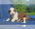 Small #4 Australian Shepherd-Chihuahua Mix