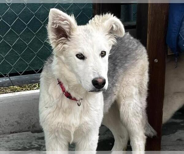Medium Photo #1 Siberian Husky-Unknown Mix Puppy For Sale in Martinez, CA, USA