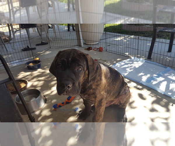 Medium Photo #4 Cane Corso Puppy For Sale in LAKEVIEW, CA, USA