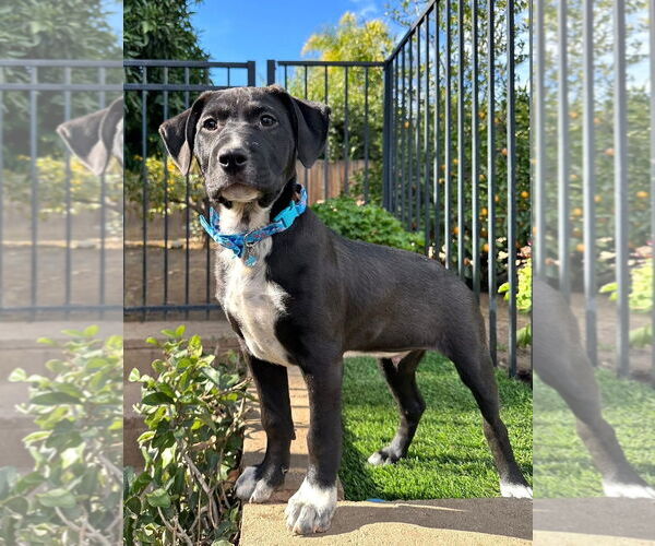 Medium Photo #4 American Pit Bull Terrier-Unknown Mix Puppy For Sale in Redlands, CA, USA