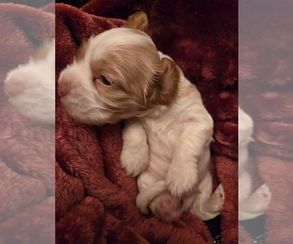 Medium Photo #6 Cocker Spaniel Puppy For Sale in HALYOKE, MA, USA