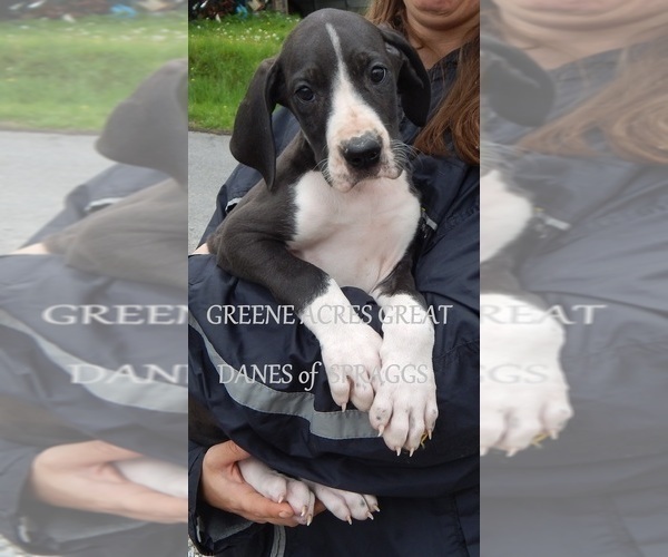 Medium Photo #23 Great Dane Puppy For Sale in SPRAGGS, PA, USA