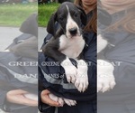 Small Photo #23 Great Dane Puppy For Sale in SPRAGGS, PA, USA