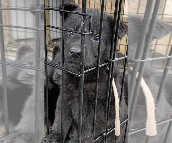 Medium Photo #11 German Shepherd Dog Puppy For Sale in VIOLET, LA, USA