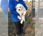 Small Photo #3 Great Pyrenees Puppy For Sale in MOUNT VERNON, IL, USA