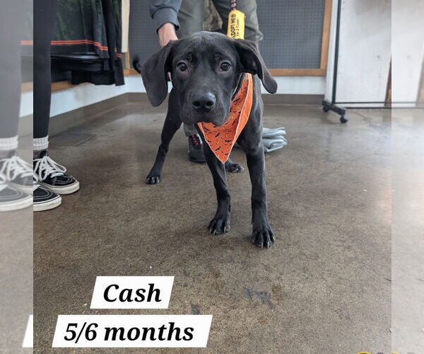 Medium Photo #1 American Staffordshire Terrier-Labrador Retriever Mix Puppy For Sale in Chester, VA, USA