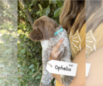 Small Photo #30 Pointer Puppy For Sale in SACRAMENTO, CA, USA