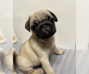 Pug Puppy for sale in PROVIDENCE, RI, USA