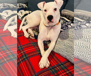 American Pit Bull Terrier-Unknown Mix Dogs for adoption in pomfret, CT, USA