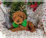 Small Photo #3 Goldendoodle-Poodle (Miniature) Mix Puppy For Sale in LEOLA, PA, USA