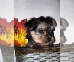 Small Photo #3 Yorkshire Terrier Puppy For Sale in LAKELAND, FL, USA