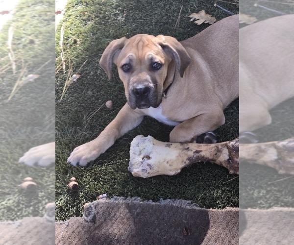 Medium Photo #1 Cane Corso Puppy For Sale in COLFAX, CA, USA