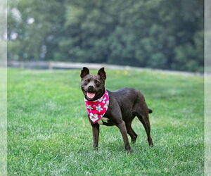 Mutt Dogs for adoption in Unionville, PA, USA