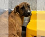 Small Photo #2 Boxador Puppy For Sale in garner, NC, USA