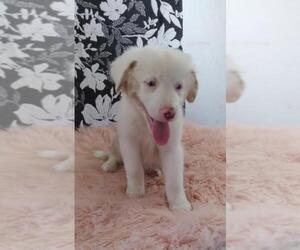Border Collie-Miniature Australian Shepherd Mix Puppy for sale in FREDERICKSBG, OH, USA