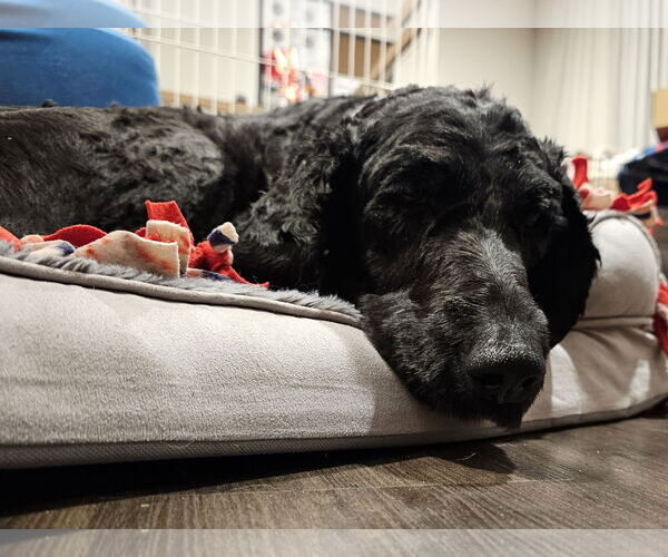 Medium Photo #2 Labradoodle Puppy For Sale in Brooklyn Center, MN, USA