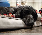 Small #1 Labradoodle