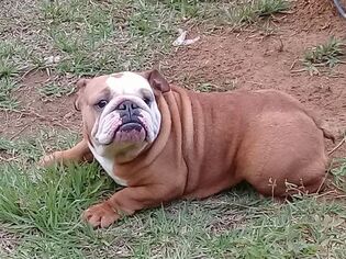 Mother of the Bulldog puppies born on 02/14/2019