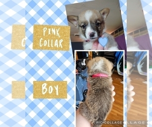 Pembroke Welsh Corgi Puppy for sale in URBANA, IL, USA