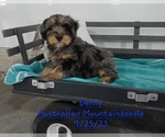 Puppy Benny Aussiedoodle