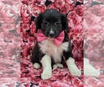Small Photo #1 Cockapoo-Shetland Sheepdog Mix Puppy For Sale in COCHRANVILLE, PA, USA