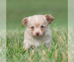 Small Photo #19 Chihuahua Puppy For Sale in WARSAW, IN, USA
