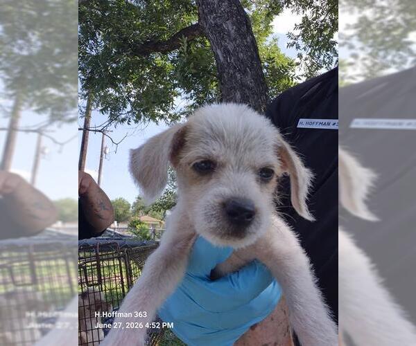 Medium Photo #1 Mutt Puppy For Sale in San Antonio, TX, USA