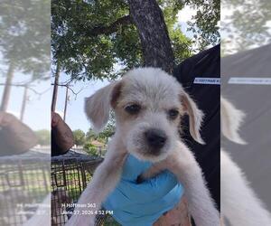 Mutt Dogs for adoption in San Antonio, TX, USA