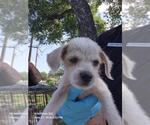 Small Mutt