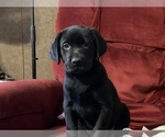 Small Photo #5 Labrador Retriever Puppy For Sale in SPOTSYLVANIA, VA, USA