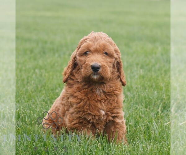 Medium Photo #4 Goldendoodle Puppy For Sale in NARVON, PA, USA