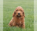 Small #3 Goldendoodle